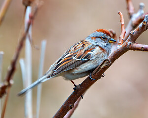 American Tree Sparrow Photo and Image. Sparrow close-up side view perched on a twig brown background in its environment and habitat.