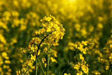 Blooming rapeseed field of Ukraine on a sunny day. Cultivation of rapeseed..