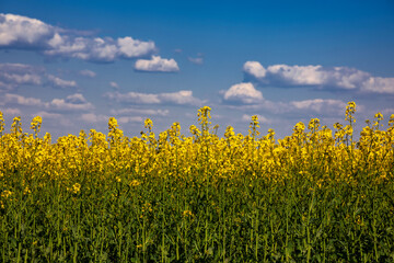 Yellow rapeseed field in the field and picturesque sky with white clouds. Blooming yellow canola flower meadows. Rapeseed crop in Ukraine.