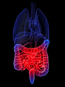 3d rendered anatomy illustration of human organs with highlighted intestines