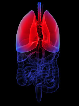 3d rendered anatomy illustration of human organs with highlighted lung