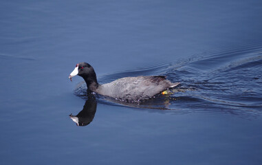 American coot on blue lake water