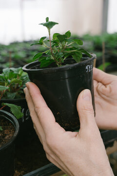 Pots with plants