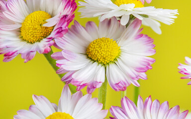 bouquet of white and pink daisies on a yellow background