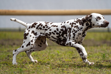 Dalmation dog playing and doing tricks