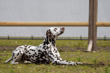 Dalmation dog playing and doing tricks 