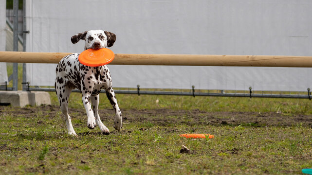 Dalmation dog playing and doing tricks 