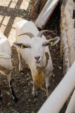Goat looking at the camera.