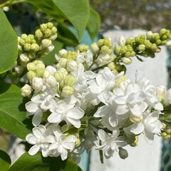 White Lilac