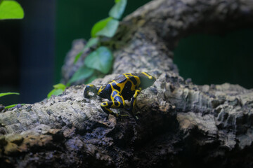 Yellow-banded poison Dart frog perched on tree log, macro 