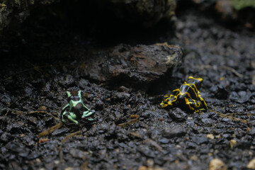 Green and black and Yellow-banded poison Dart frogs, World poison frogs