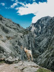 White mountain goat on Rock edge looking back into Camera, Alpine landscape