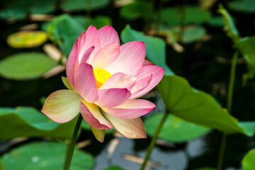 Obraz premium close up of a pink lotus flower
