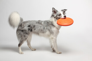 Border collie dog.A white-gray dog cheerfully plays with a disc toy. Portrait in the studio, white background