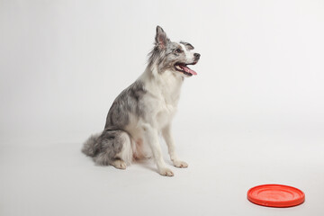 Border collie dog.A white-gray dog cheerfully plays with a disc toy. Portrait in the studio, white background