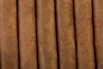 Closeup of cuban cigars in a box