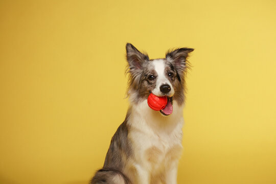 Border collie dog.A white-gray dog cheerfully plays with a ball. Studio portrait, yellow background
