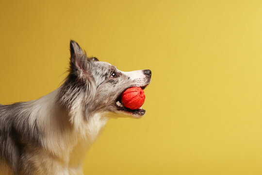 Border collie dog.A white-gray dog cheerfully plays with a ball. Studio portrait, yellow background