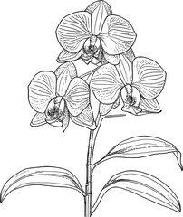 Orchid Line Art