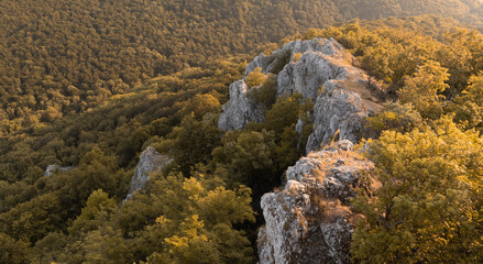 beautifull forest, forest fall, forest, 