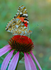 Painted lady (Vanessa cardui), butterfly sits on an Echinacea purpurea flower and drinks nectar