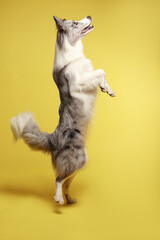 Border collie dog.A white-gray dog cheerfully stands on its hind legs, dances. Studio portrait, yellow background