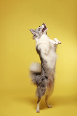 Border collie dog.A white-gray dog cheerfully stands on its hind legs, dances. Studio portrait, yellow background
