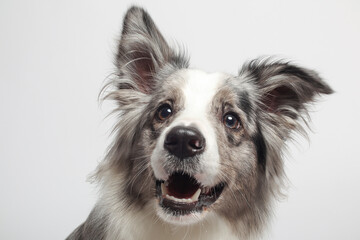 Border collie dog.A white gray dog is sitting. Portrait in the studio, white background