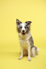 Border collie dog. The white-gray dog is cheerful, active, sitting. Studio portrait, yellow background