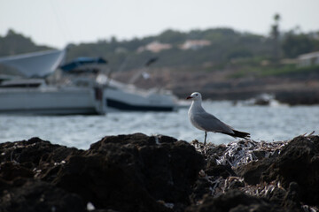 seagull on the rocks
