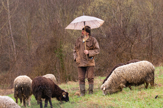 Sheep 