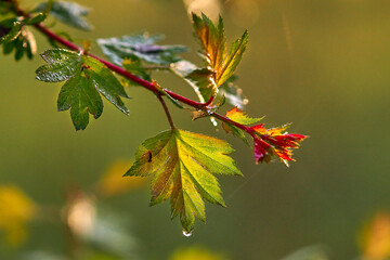 Young spring leaves on a branch in the bright sun close-up.