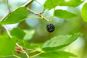 Ripe mulberry on a tree branch close-up.