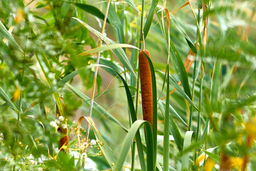 Reeds on the river in summer close-up.