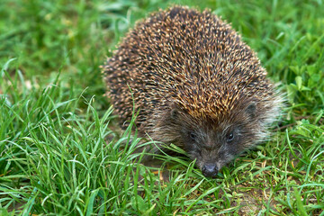 Young hedgehog in green grass in nature close-up.