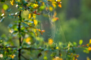 A thin cobweb on a spring young twig in the bright sun close-up.