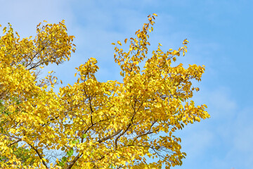 Tree branches with autumn leaves against a blue sky with a bright sun.
