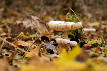 Beautiful mushroom in the autumn forest among the fallen leaves, close-up.