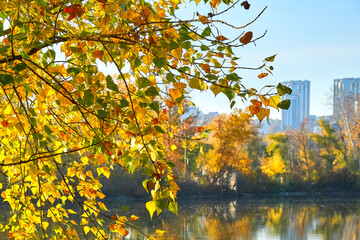 Golden autumn leaves on the branches in the city park by the pond.