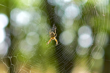 A beautiful spider in its web in the bright sun.