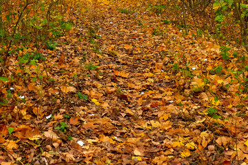 Autumn fallen leaves on a forest road in October.