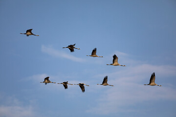 Grullas comunes (grus grus) volando en formación sobre un cielo azul de febrero (invierno)