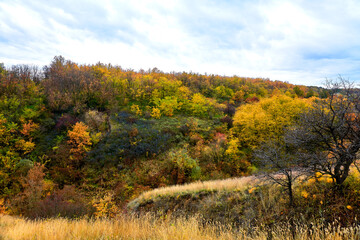 Autumn forest landscape in the mountains with blackthorn bushes and blue sky.