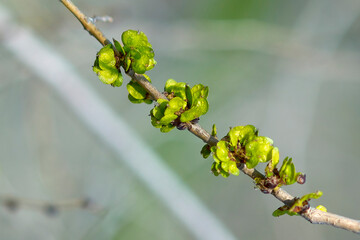 A young twig with blossoming leaves in early spring.