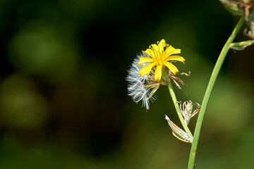 Beautiful wild flower with fluffy seeds, close-up.