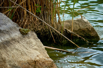 Green frog on a stone on the shore of a pond.