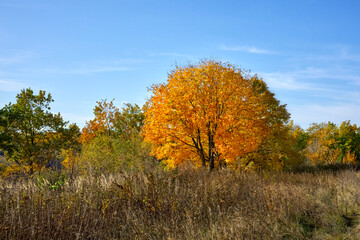 A tree with golden autumn leaves against a blue sky.
