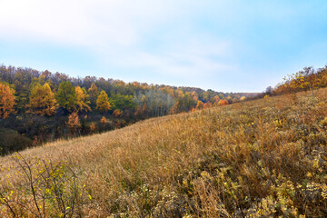 Autumn forest in the mountains on a warm sunny day.