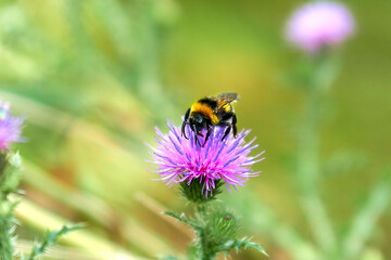 Fluffy beautiful bumblebee on a thistle flower close-up.