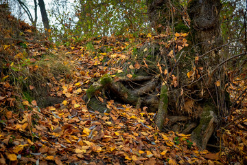 Naklejka na ściany i meble The roots of a large old tree covered with moss and fallen autumn leaves.